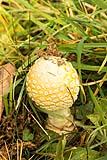 Mushroom Vermont 2016
